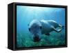 Sea lion-Gary Bell-Framed Stretched Canvas