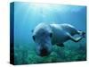 Sea lion-Gary Bell-Stretched Canvas