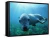 Sea lion-Gary Bell-Framed Stretched Canvas