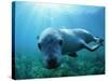 Sea lion-Gary Bell-Stretched Canvas