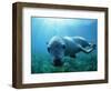 Sea lion-Gary Bell-Framed Photographic Print