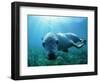 Sea lion-Gary Bell-Framed Photographic Print