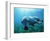 Sea lion-Gary Bell-Framed Photographic Print