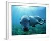 Sea lion-Gary Bell-Framed Photographic Print