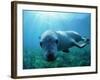 Sea lion-Gary Bell-Framed Photographic Print