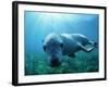 Sea lion-Gary Bell-Framed Photographic Print