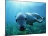 Sea lion-Gary Bell-Mounted Photographic Print