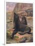 Sea Lions 1909-Cuthbert Swan-Framed Premium Giclee Print