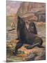 Sea Lions 1909-Cuthbert Swan-Mounted Premium Giclee Print