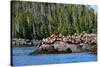 Sea Lions in Great Bear Rainforest, British Columbia, Canada, North America-Bhaskar Krishnamurthy-Stretched Canvas