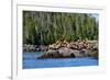 Sea Lions in Great Bear Rainforest, British Columbia, Canada, North America-Bhaskar Krishnamurthy-Framed Photographic Print