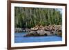 Sea Lions in Great Bear Rainforest, British Columbia, Canada, North America-Bhaskar Krishnamurthy-Framed Photographic Print