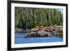 Sea Lions in Great Bear Rainforest, British Columbia, Canada, North America-Bhaskar Krishnamurthy-Framed Photographic Print