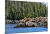 Sea Lions in Great Bear Rainforest, British Columbia, Canada, North America-Bhaskar Krishnamurthy-Mounted Photographic Print