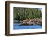 Sea Lions in Great Bear Rainforest, British Columbia, Canada, North America-Bhaskar Krishnamurthy-Framed Photographic Print