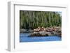 Sea Lions in Great Bear Rainforest, British Columbia, Canada, North America-Bhaskar Krishnamurthy-Framed Photographic Print