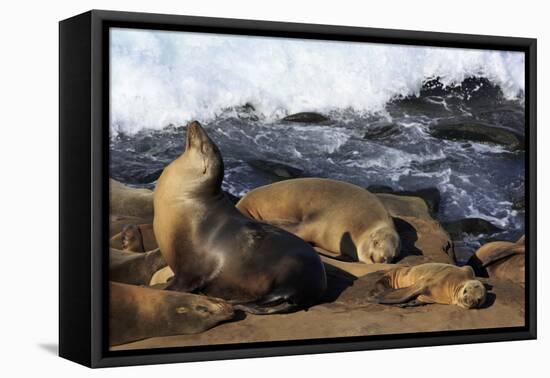Sea lions, La Jolla, San Diego, California, United States of America, North America-Richard Cummins-Framed Stretched Canvas