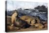 Sea lions, La Jolla, San Diego, California, United States of America, North America-Richard Cummins-Stretched Canvas