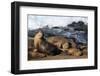 Sea lions, La Jolla, San Diego, California, United States of America, North America-Richard Cummins-Framed Photographic Print
