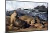 Sea lions, La Jolla, San Diego, California, United States of America, North America-Richard Cummins-Mounted Photographic Print