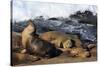 Sea lions, La Jolla, San Diego, California, United States of America, North America-Richard Cummins-Stretched Canvas