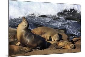 Sea lions, La Jolla, San Diego, California, United States of America, North America-Richard Cummins-Mounted Premium Photographic Print