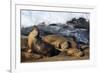 Sea lions, La Jolla, San Diego, California, United States of America, North America-Richard Cummins-Framed Photographic Print