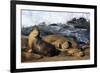 Sea lions, La Jolla, San Diego, California, United States of America, North America-Richard Cummins-Framed Photographic Print