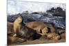 Sea lions, La Jolla, San Diego, California, United States of America, North America-Richard Cummins-Mounted Photographic Print