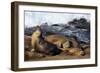 Sea lions, La Jolla, San Diego, California, United States of America, North America-Richard Cummins-Framed Photographic Print