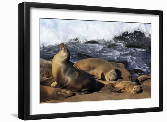 Sea lions, La Jolla, San Diego, California, United States of America, North America-Richard Cummins-Framed Photographic Print