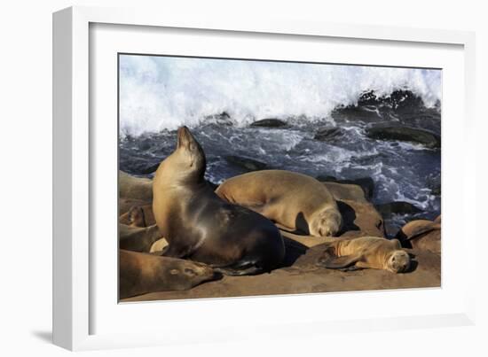 Sea lions, La Jolla, San Diego, California, United States of America, North America-Richard Cummins-Framed Photographic Print