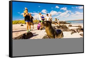 Sea lions on Floreana Island, Galapagos Islands, Ecuador, South America-Laura Grier-Framed Stretched Canvas