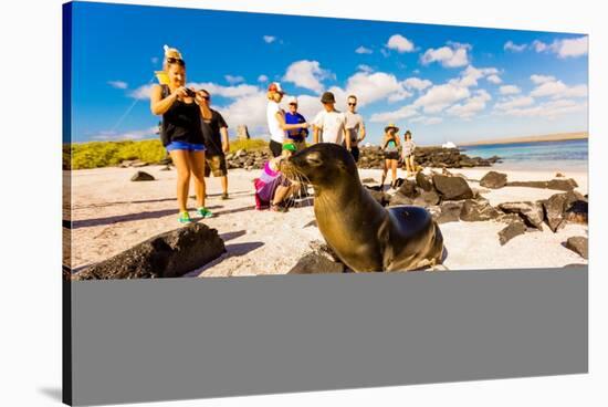 Sea lions on Floreana Island, Galapagos Islands, Ecuador, South America-Laura Grier-Stretched Canvas