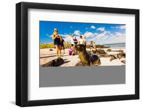 Sea lions on Floreana Island, Galapagos Islands, Ecuador, South America-Laura Grier-Framed Premium Photographic Print