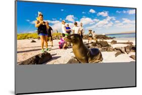 Sea lions on Floreana Island, Galapagos Islands, Ecuador, South America-Laura Grier-Mounted Premium Photographic Print