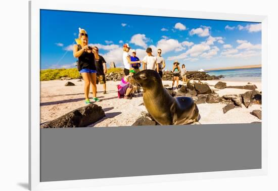 Sea lions on Floreana Island, Galapagos Islands, Ecuador, South America-Laura Grier-Framed Photographic Print