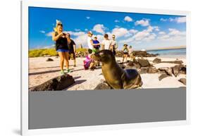 Sea lions on Floreana Island, Galapagos Islands, Ecuador, South America-Laura Grier-Framed Photographic Print