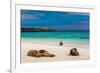 Sea lions on Floreana Island, Galapagos Islands, UNESCO World Heritage Site, Ecuador, South America-Laura Grier-Framed Photographic Print