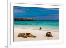 Sea lions on Floreana Island, Galapagos Islands, UNESCO World Heritage Site, Ecuador, South America-Laura Grier-Framed Photographic Print