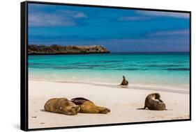 Sea lions on Floreana Island, Galapagos Islands, UNESCO World Heritage Site, Ecuador, South America-Laura Grier-Framed Stretched Canvas