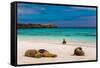 Sea lions on Floreana Island, Galapagos Islands, UNESCO World Heritage Site, Ecuador, South America-Laura Grier-Framed Stretched Canvas