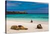 Sea lions on Floreana Island, Galapagos Islands, UNESCO World Heritage Site, Ecuador, South America-Laura Grier-Stretched Canvas