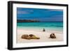 Sea lions on Floreana Island, Galapagos Islands, UNESCO World Heritage Site, Ecuador, South America-Laura Grier-Framed Photographic Print