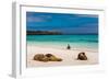 Sea lions on Floreana Island, Galapagos Islands, UNESCO World Heritage Site, Ecuador, South America-Laura Grier-Framed Photographic Print