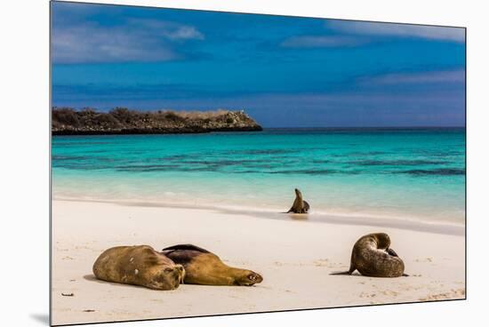 Sea lions on Floreana Island, Galapagos Islands, UNESCO World Heritage Site, Ecuador, South America-Laura Grier-Mounted Premium Photographic Print