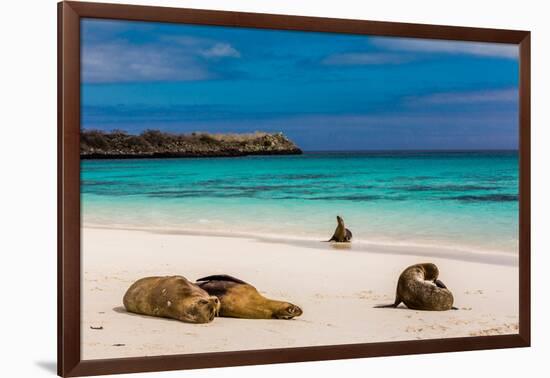 Sea lions on Floreana Island, Galapagos Islands, UNESCO World Heritage Site, Ecuador, South America-Laura Grier-Framed Photographic Print