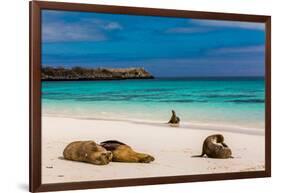 Sea lions on Floreana Island, Galapagos Islands, UNESCO World Heritage Site, Ecuador, South America-Laura Grier-Framed Photographic Print