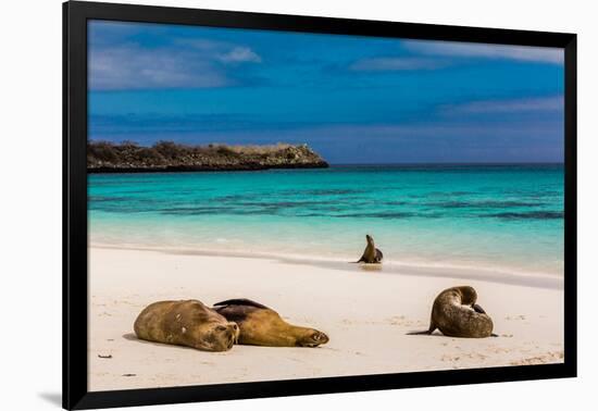 Sea lions on Floreana Island, Galapagos Islands, UNESCO World Heritage Site, Ecuador, South America-Laura Grier-Framed Photographic Print