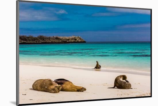 Sea lions on Floreana Island, Galapagos Islands, UNESCO World Heritage Site, Ecuador, South America-Laura Grier-Mounted Photographic Print